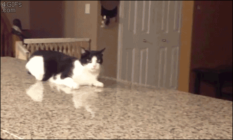 Cat-crip-walk-counter.gif