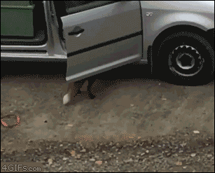 A fox steals pizza from a car
