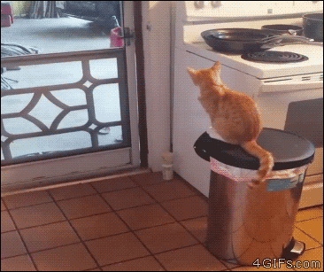 A cat leaps to a screen door handle and opens it
