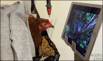 This chicken watches TV
