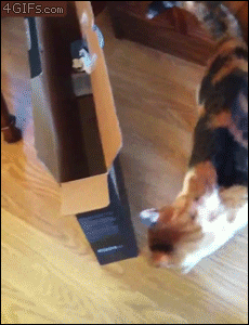 A fat cat fails to jump into a box