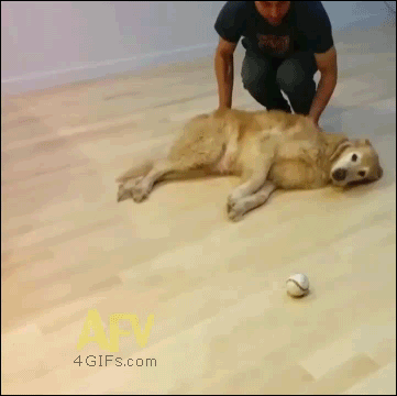 How to get a lazy dog to play fetch
