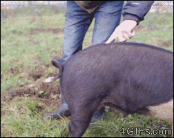 How to straighten a pig's tail