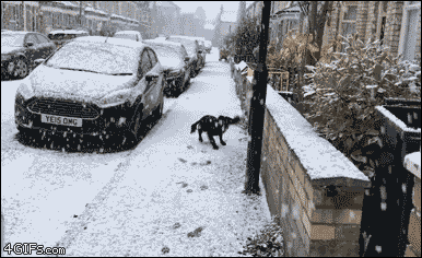A dog's first encounter with snow