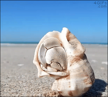 A hermit crab fits perfectly inside a sea shell