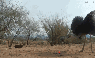 Ostriches freak out over a rolling ball with a fake tail attached