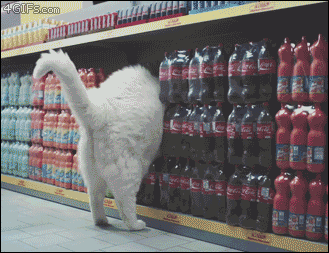 A cat goes shopping