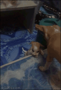 A dog helps a puppy climb onto a bed