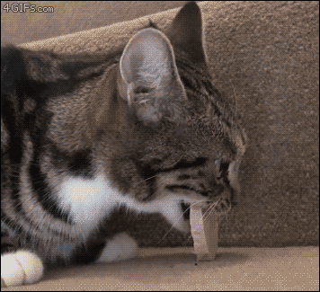 A cat's mouth stops working while eating