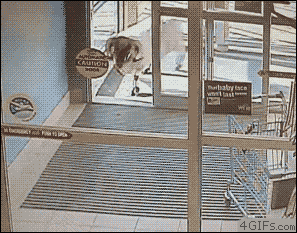 A confused ram damages a store entrance