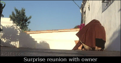 Dog-surprise-reunion-with-owner