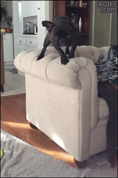 Mid-air-slow-motion-dogs-collision