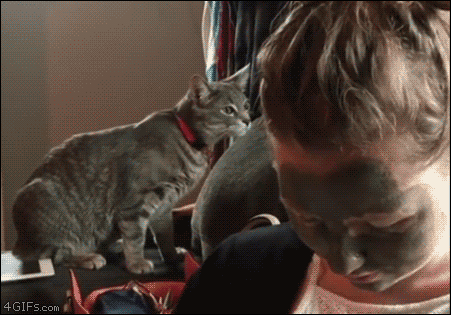 Cat-mud-mask-face-reaction.gif