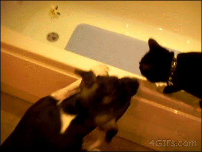 Dog Pushes Cat Into Bath, Cat In A Bathtub Gif