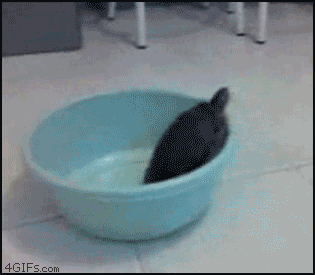 Turtle-bowl-escape-fail.gif