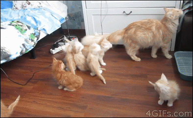 Mom-falls-kittens-scatter