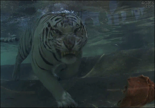Underwater-tiger-eats