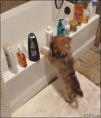 Puppy Thinks Hes Cat Bottles, Cat In Bathtub Gif