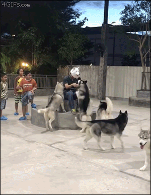 Huskies-react-to-dog-mask