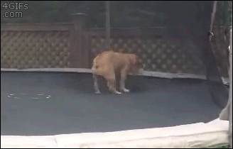 Bulldog-trampoline-flips