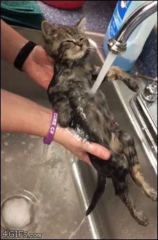 Otter-kitten-sink-bath