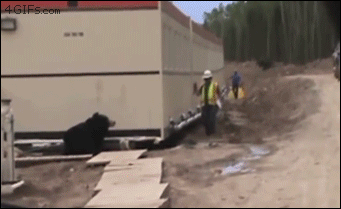 Bear-costume-coworker-prank