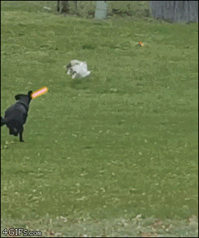 Dog-chases-cat-fence-explosion.gif