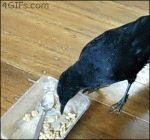 Smart-crow-feeds-cat-and-dog