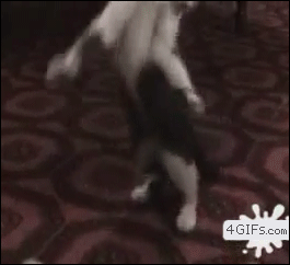 Cat-hind-legs-dance