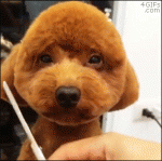 Patient-dog-gets-haircut