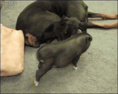 Piglet-rolls-over-dog