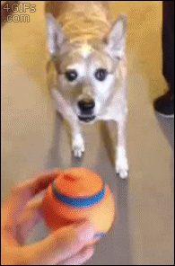 Dog-fetch-bowling-pet-door
