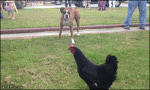 Boxer-tries-playing-with-chicken
