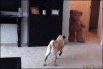 Teddy-bear-scares-pug