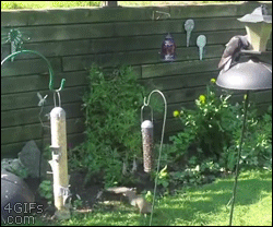 Squirrel-jumps-bird-feeder