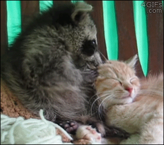 Raccoon-kitten-ear-bite