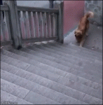 Dog-walks-up-stairs