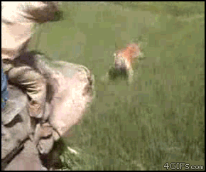 Tiger-attacks-elephant