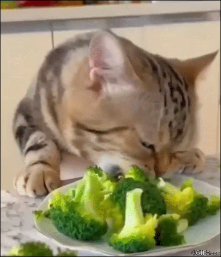 Cat-likes-eating-broccoli
