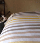 Cat-bed-jump-fail