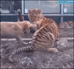 Dog-stops-lion-tiger-fight