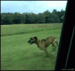 Dog-jumps-car-window