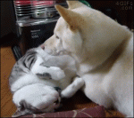 Dog-uses-cat-as-pillow