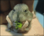 Hamster-eats-broccoli
