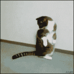 Cat_chases_tail