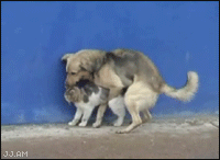 Increíble A Dog Humps A Caten el año 2023 ¡Descúbrelo ahora!